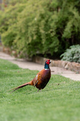 pheasant in the grass