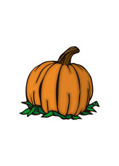 pumpkin isolated on white vector