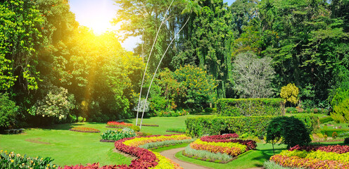 Tropical garden with exotic trees and plants. Wide photo.