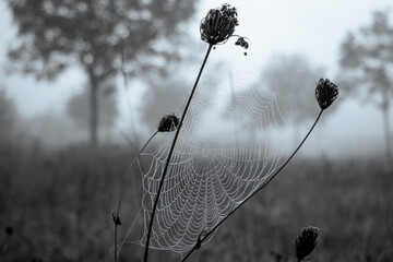 spider web on the grass