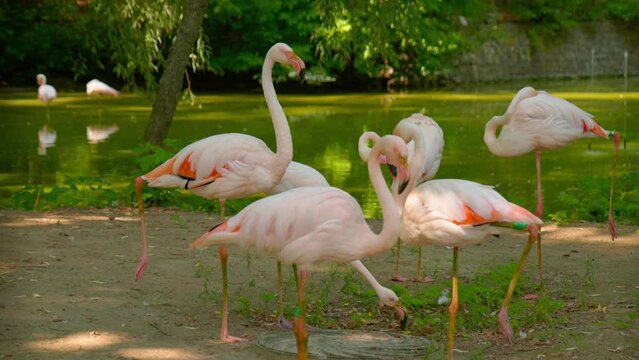 Exotic birds: Flamingo bunch on ground