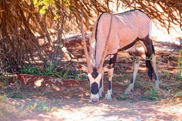 Gemsbok - Oryx gazella - in standing in savannah in the morning sun light at Central Namib Desert