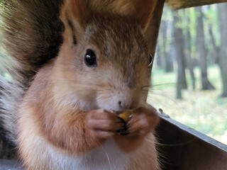 squirrel eating nut