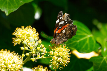 Red admiral butterfly (Vanessa Atalanta) perched on hedge (hedera helix) in Zurich, Switzerland