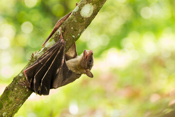Indonesian Short-nosed Fruit Bat Cynopterus titthaecheilus in the wild
