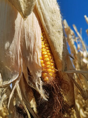 Dried Field Corn hanging with Husks