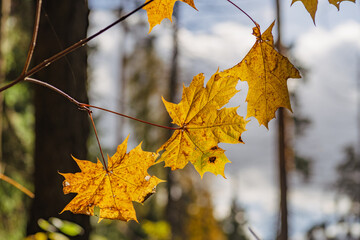Autumn maple leaves lit by the sun
