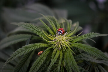 A ladybug and a beetle on a cannabis plant bud
