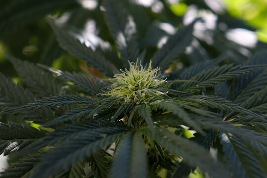 Close up of the top of a budding cannabis plant 
