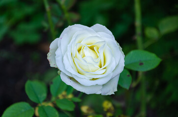 White rose in the autumn garden.