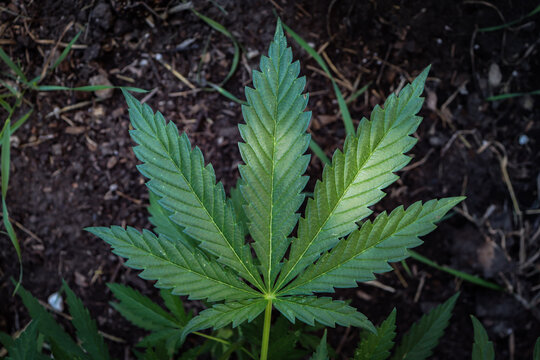 close up of marijuana cannabis leaf in a garden