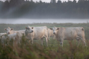 Fototapeta premium Multiple white cows including a baby calf in a foggy field looking through bushes into the camera