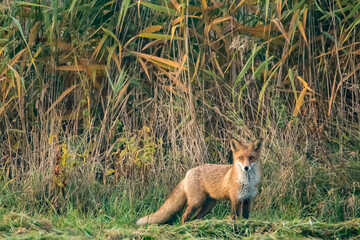 red fox vulpes