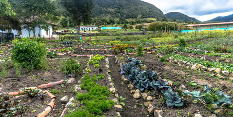 Agroecology and permaculture garden with green leaves and plants. Rural scene in the countryside...