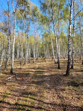 autumn in the forest
