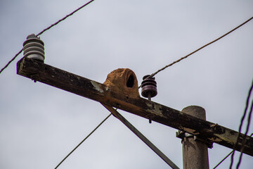 Bird João de Barro on a light pole in a street in São Paulo, Brazil.