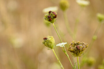Closeup of red stripped bugs on wild carrot buds with blurred background