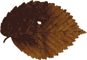 one autumn colorful leaf on a white background. vector art.