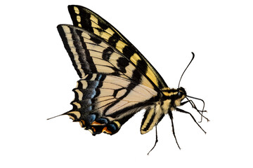 Fototapeta na wymiar Western Tiger Swallowtail Profile Photo, on a Transparent Background