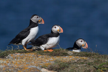 atlantic puffin or common puffin