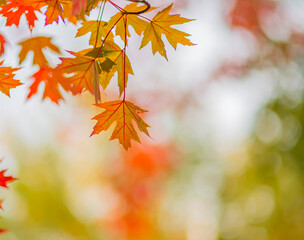 Maple leaves in autumn. Beautiful fall foliage dreamy background with blur. Selective soft focus