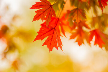 Naklejka na ściany i meble Maple leaves in autumn. Beautiful fall foliage background. Selective soft focus