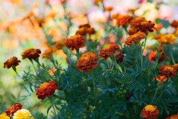 Marigold blooming flowers in the garden. Floral background. Selective soft focus