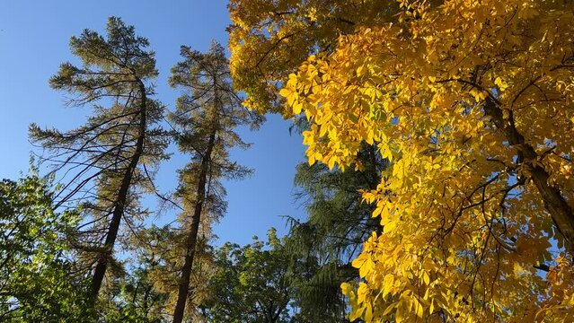 Autumn forest with shagbark hickory and coniferous trees against sunny blue sky.