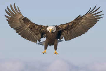 Zelfklevend Fotobehang bald eagle in flight © David
