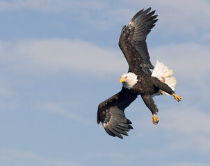 american bald eagle
