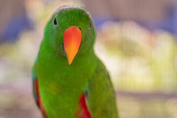 The eclectus parrot Eclectus roratus, portrait of eclectus.