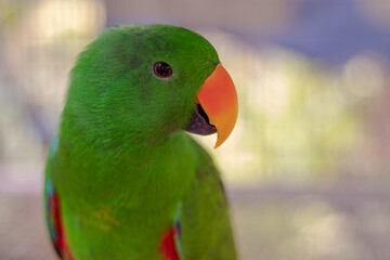 The eclectus parrot Eclectus roratus, portrait of eclectus.