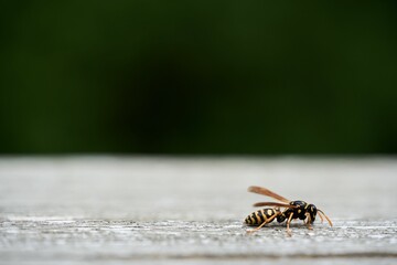 Yellow jacket wasp crawling against blurred background