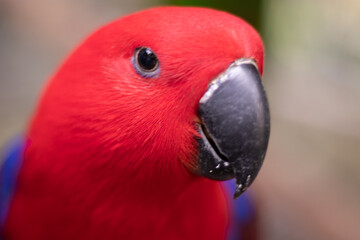 parrot or Eclectus roratus, shallow depth of field selective focus with a macro lens.