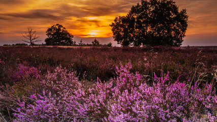 Naklejka premium Lüneburger,heide, Sonnenaufgang, Sunrise, Sunset, Heidekraut, Nebel, Spinnen weben, Lila, Violett, Morgenröte,