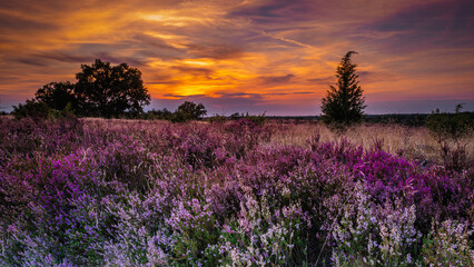 Lüneburger,heide, Sonnenaufgang, Sunrise, Sunset, Heidekraut, Nebel, Spinnen weben, Lila, Violett,...