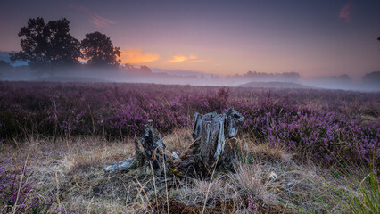L&uuml;neburger,heide, Sonnenaufgang, Sunrise, Sunset, Heidekraut, Nebel, Spinnen weben, Lila, Violett, Morgenr&ouml;te,