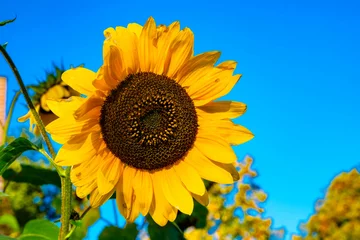 Fotobehang Zonnebloem    Sunflower © Holland-PhotostockNL