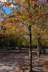 Herbst,Fall,gelb,yellow,braun,brown,rost,laub,blätter,leaves,industrie,industriecharme,Natur,bäume,trees,oktober,october,