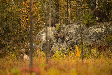 Wildlife in Finland. Bears, Wolverine and birds.