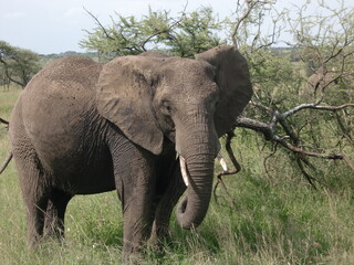 Elephant in Serengeti national park