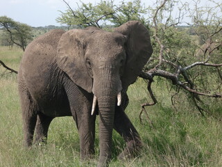 Fototapeta premium Elephant in Serengeti national park
