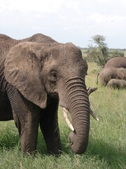 Fototapeta na wymiar Elephant in Serengeti national park