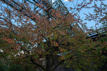 Herbst,Fall,gelb,yellow,braun,brown,rost,laub,blätter,leaves,industrie,industriecharme,Natur,bäume,trees,oktober,october,