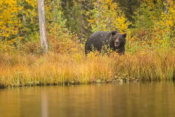 Obraz na płótnie Canvas Wildlife in Finland. Bears, Wolverine and birds.