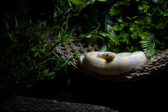 Ball Python (Python) staring at the camera surrounded by leaves on dark background
