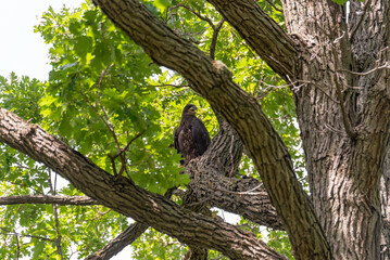 Juvenile Bald Eagle Perched In A Tree In Late June In Wisconsin