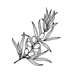 Branch with sea buckthorn berries. Vector stock illustration eps10. Outline, isolate on white background. Hand drawn.