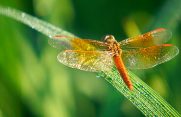 Dragonfly sitting in paddy leaf in morning. Dragonfly on rice plant leaves with dew drops. Red dragonfly sitting on the grass. macro shot of a dragonfly on rice leaves on a spring morning. 