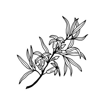 Branch with sea buckthorn flowers. Vector stock illustration eps10. Outline, isolate on white background. Hand drawn.